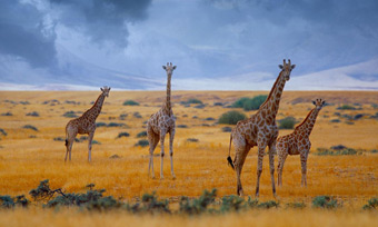 Taking the Long Drive