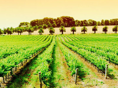 Hire a car in Cape Town for day trips around the Cape