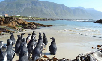 Cozy in Cape Town