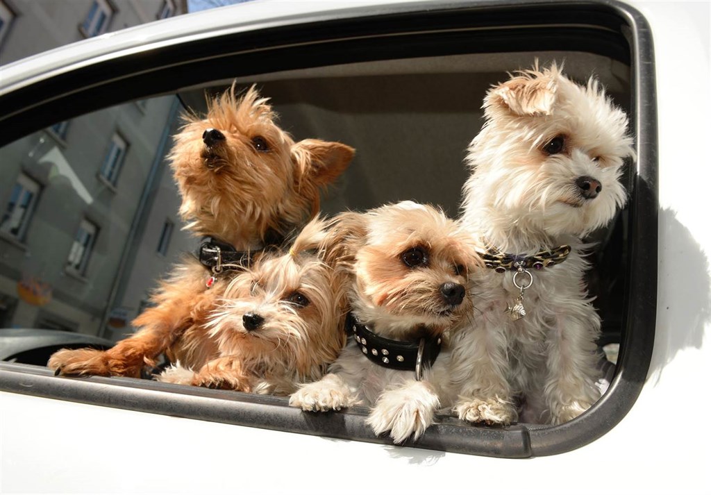 Are Rental Cars Pet-Friendly?